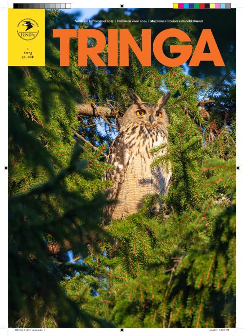 Tringa