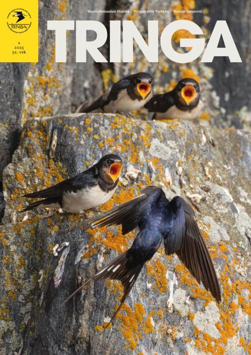 Tringa
