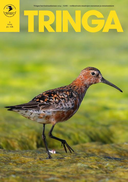 Tringa